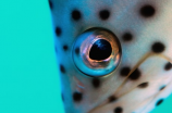 为什么鲈鱼被称为“淡水鲈鱼”，而不是“海鲈鱼”？