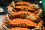 紫龙虾(珍稀的紫龙虾怎么养殖？)