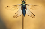 蜻蜓的蜻组词为何如此迷人？