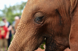 大象公会(大象公会：致力于保护大象福利和生态平衡)