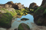 盐藻——微小却不平凡