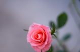 粉色玫瑰的花语是什么意思(粉色玫瑰的花语是什么意思，满满的浪漫)