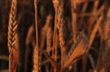 小麦期货价格走势分析：未来几个月的趋势分析