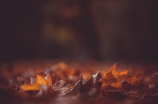 蒌蒿图片-秋天的野趣，红黄斑斓