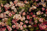 粉玫瑰花语是什么意思(解读粉玫瑰花语：爱情、感激和感谢的表达)