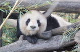 五熊(五熊百科：了解中国国宝熊猫的五个重要知识点)