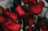 惊艳美丽的红花：让你在花海中感受到非凡的奇妙视觉盛宴