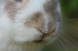 兔啾啾(《兔啾啾》——一部融合奇幻与童趣的小说)